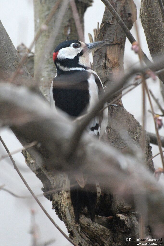 Great Spotted Woodpecker male adult