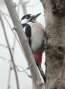 Great Spotted Woodpecker