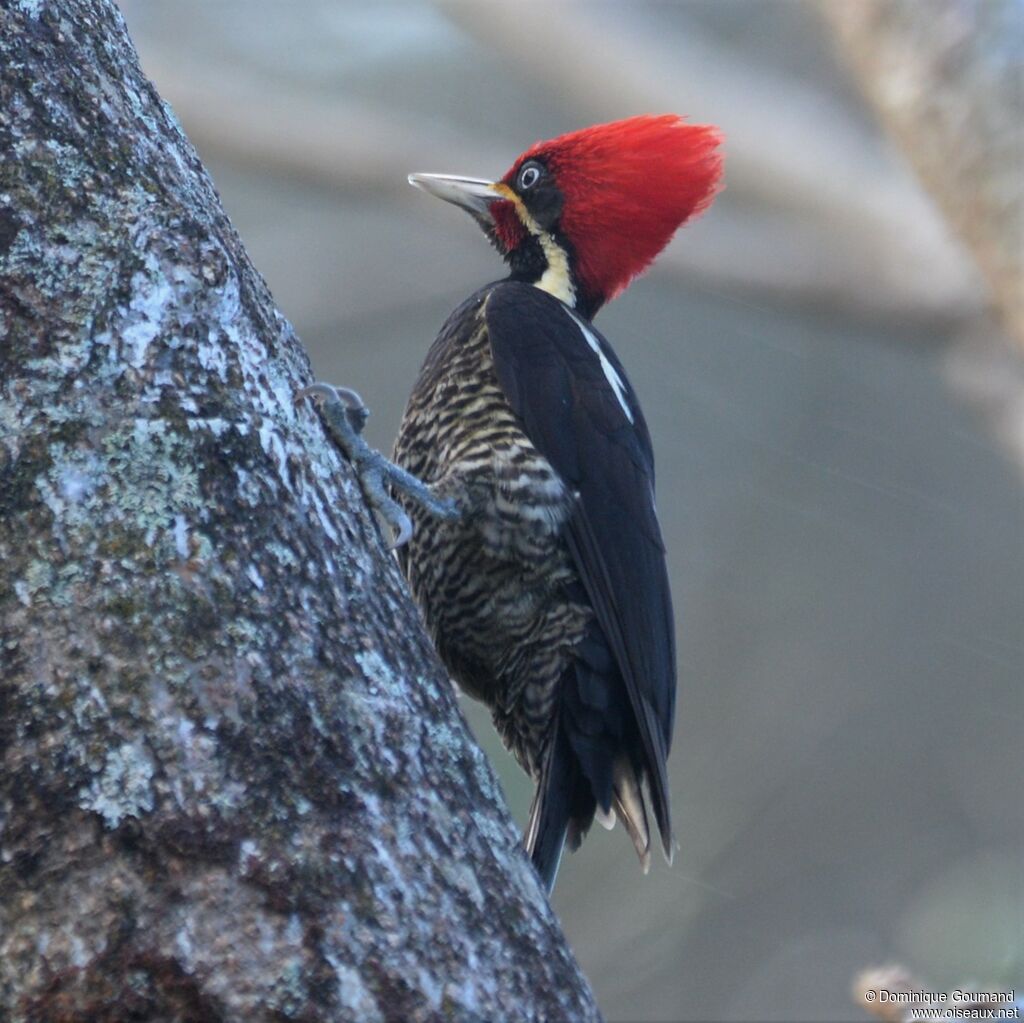 Lineated Woodpecker male adult