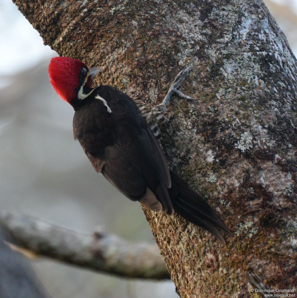 Lineated Woodpecker male adult