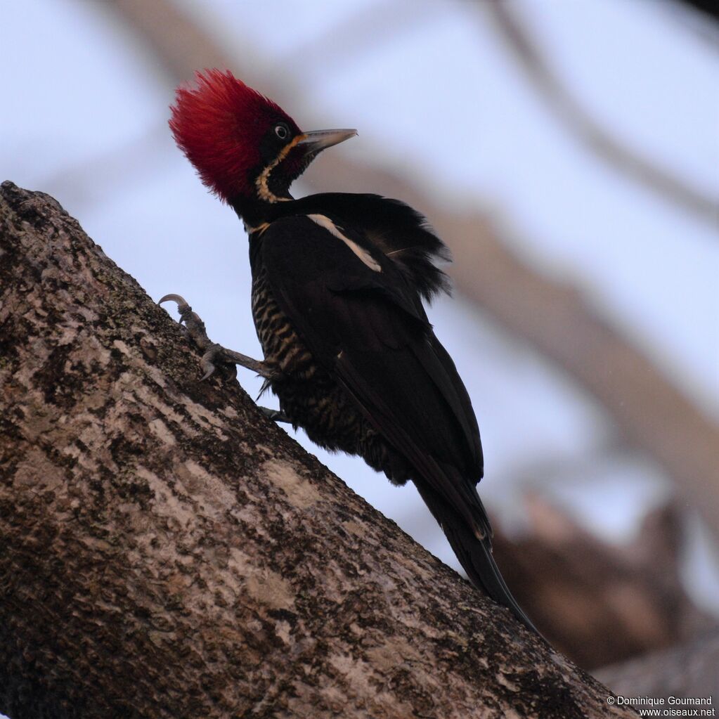 Lineated Woodpecker male adult