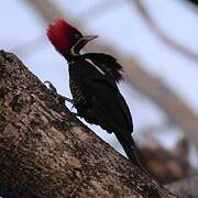 Lineated Woodpecker