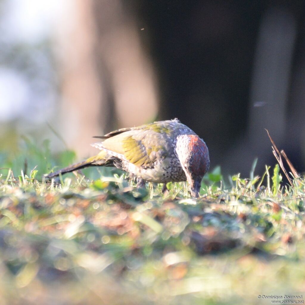 European Green Woodpeckerjuvenile