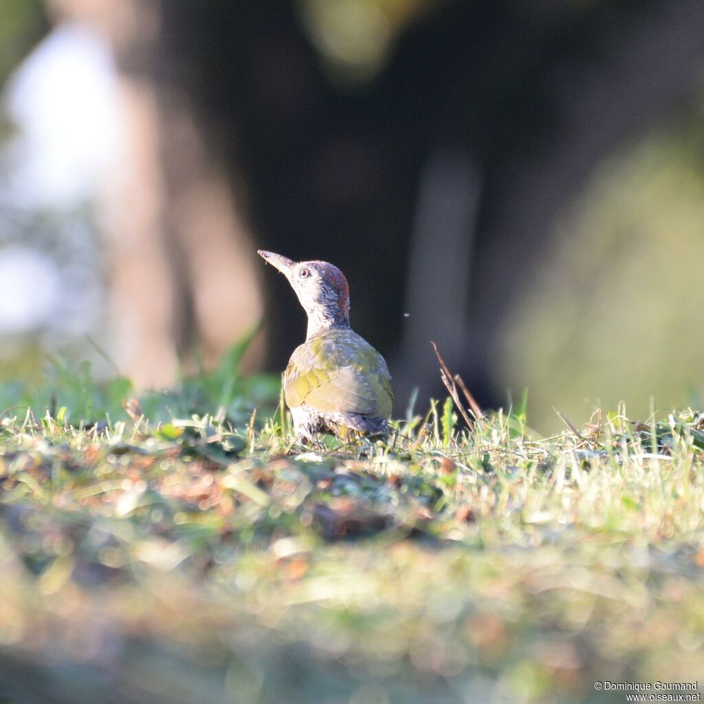 European Green Woodpeckerjuvenile