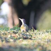 European Green Woodpecker