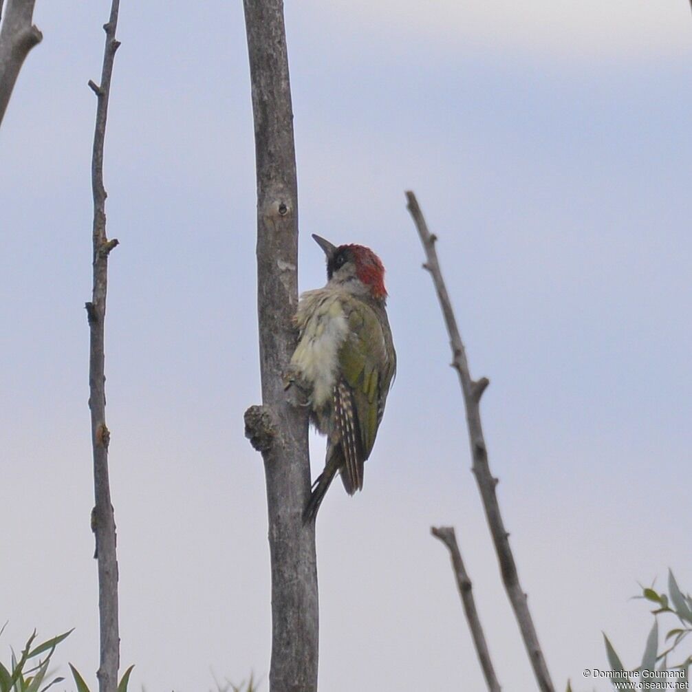 European Green Woodpecker female adult