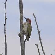 European Green Woodpecker