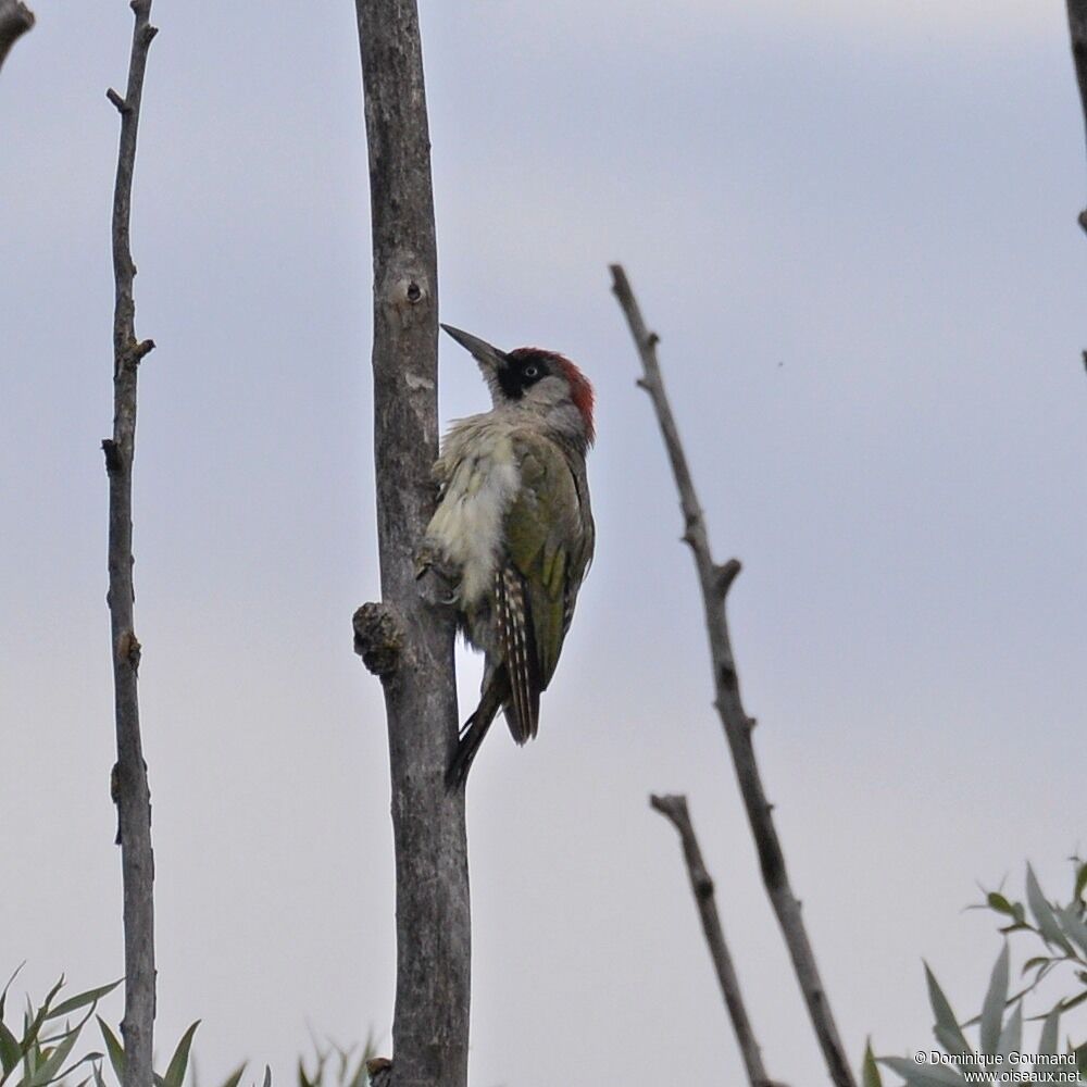 European Green Woodpecker female