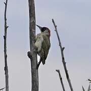 European Green Woodpecker