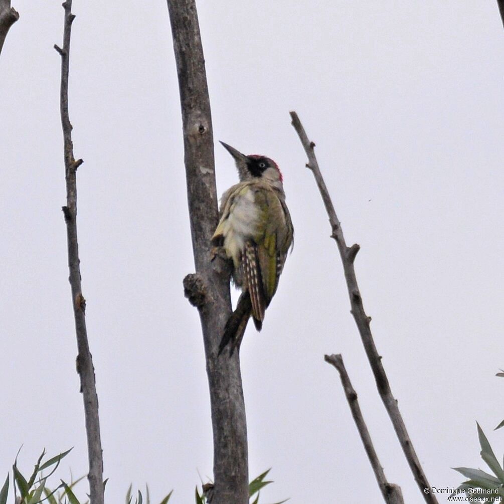 European Green Woodpecker female adult