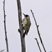 European Green Woodpecker