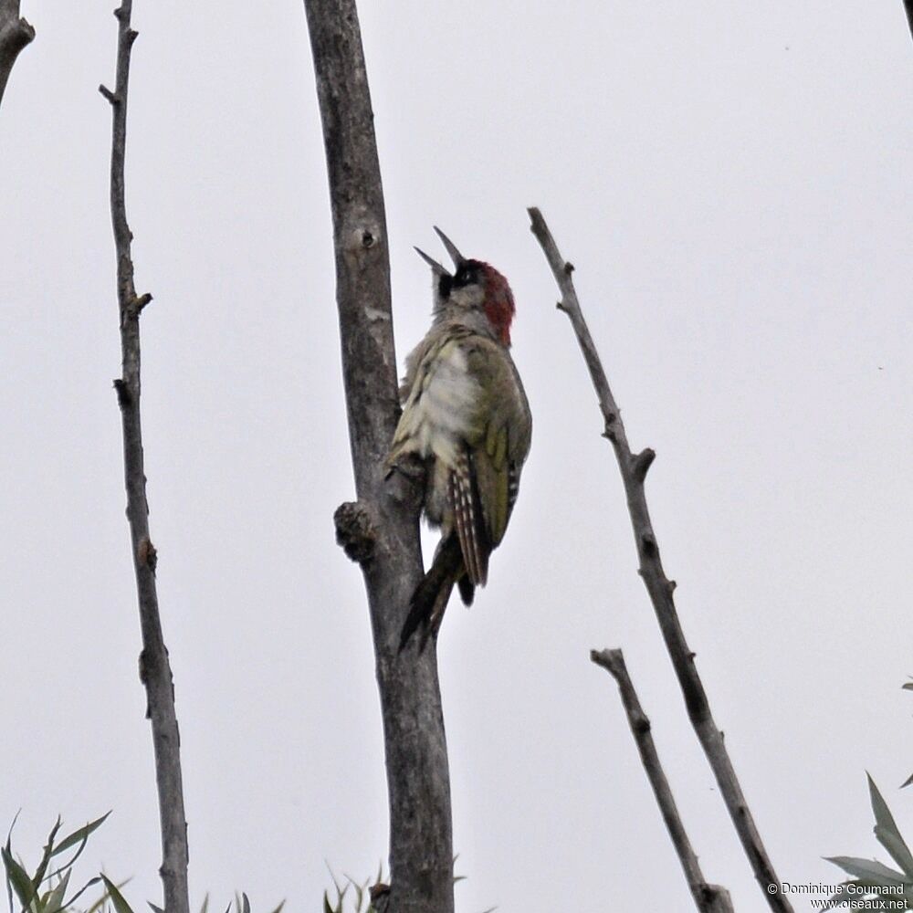 European Green Woodpecker female adult