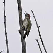 European Green Woodpecker