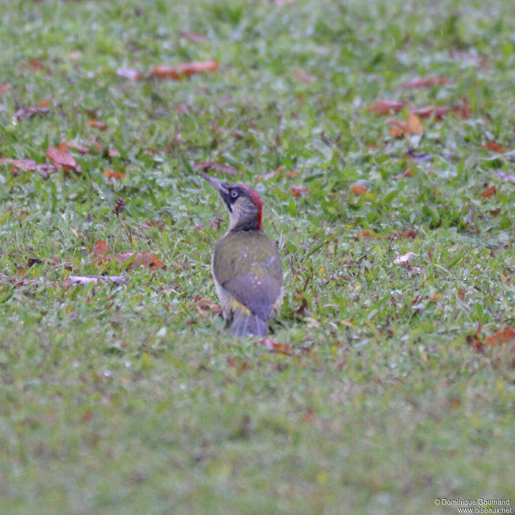 European Green Woodpecker female