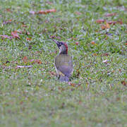 European Green Woodpecker