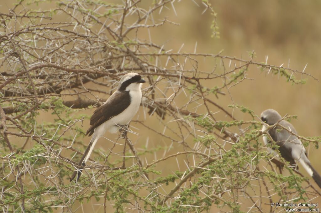 Grey-backed Fiscal