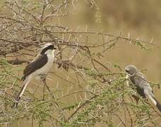 Grey-backed Fiscal