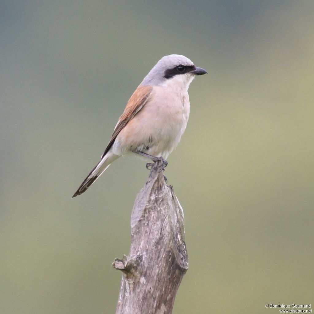 Red-backed Shrike male adult