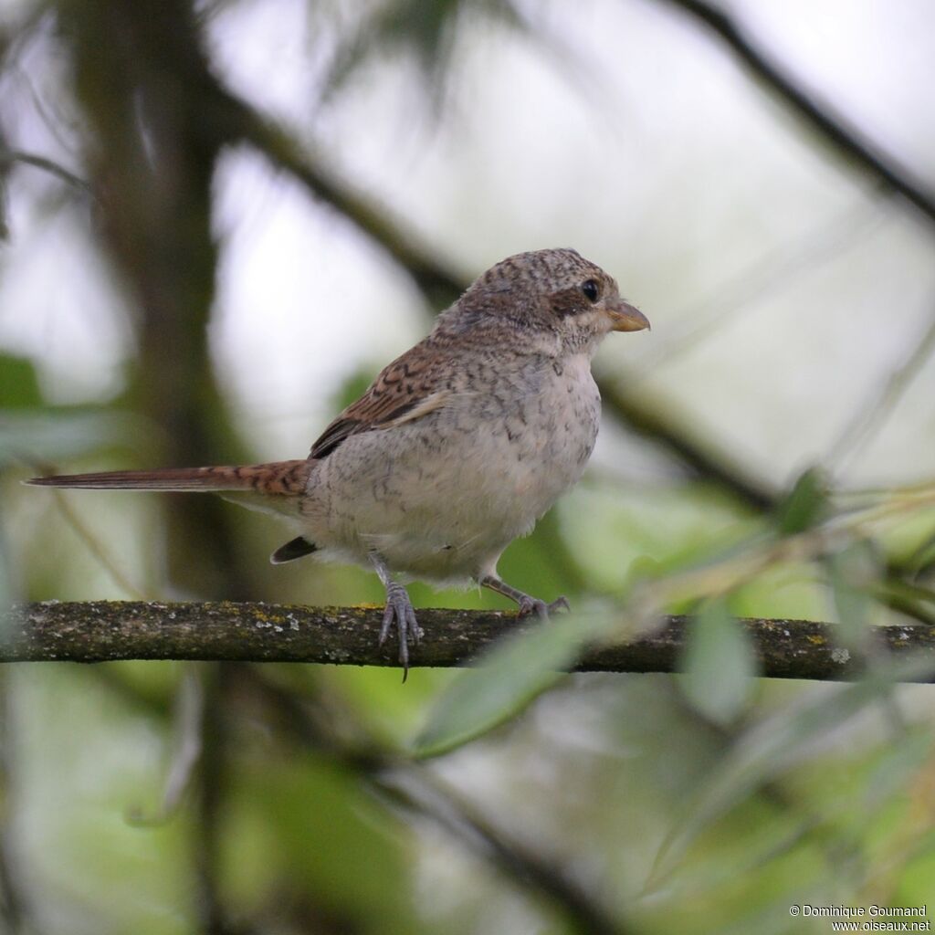 Red-backed Shrikejuvenile