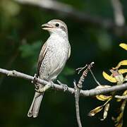 Red-backed Shrike