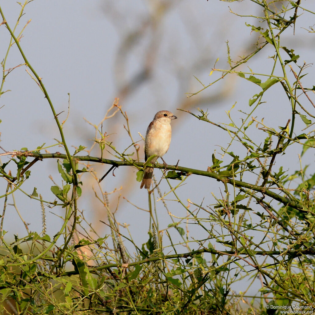 Red-backed Shrike female adult, identification