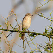 Red-backed Shrike