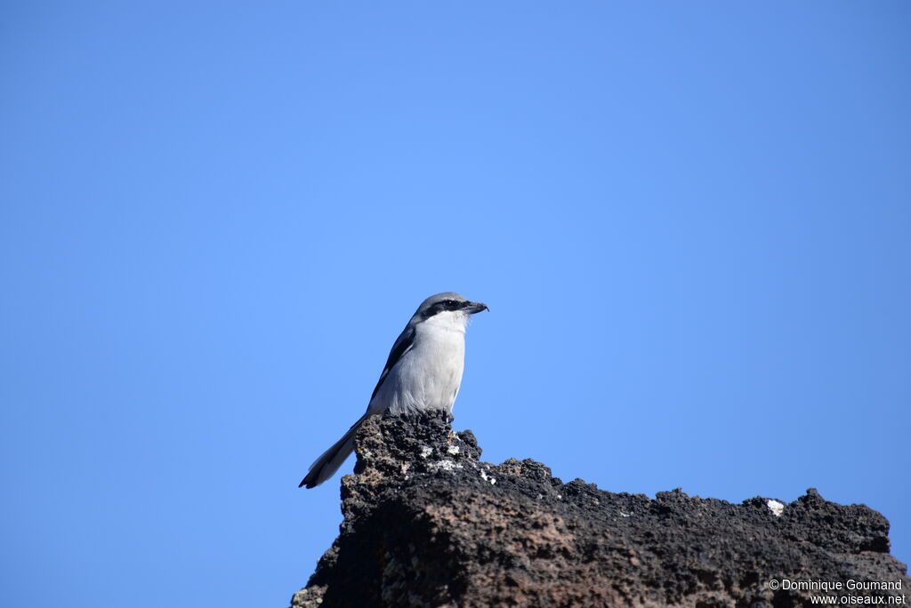 Iberian Grey Shrikeadult