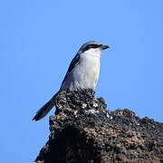 Iberian Grey Shrike