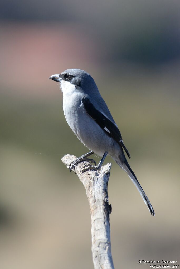 Iberian Grey Shrikeadult