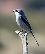 Iberian Grey Shrike