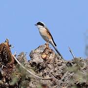 Long-tailed Shrike