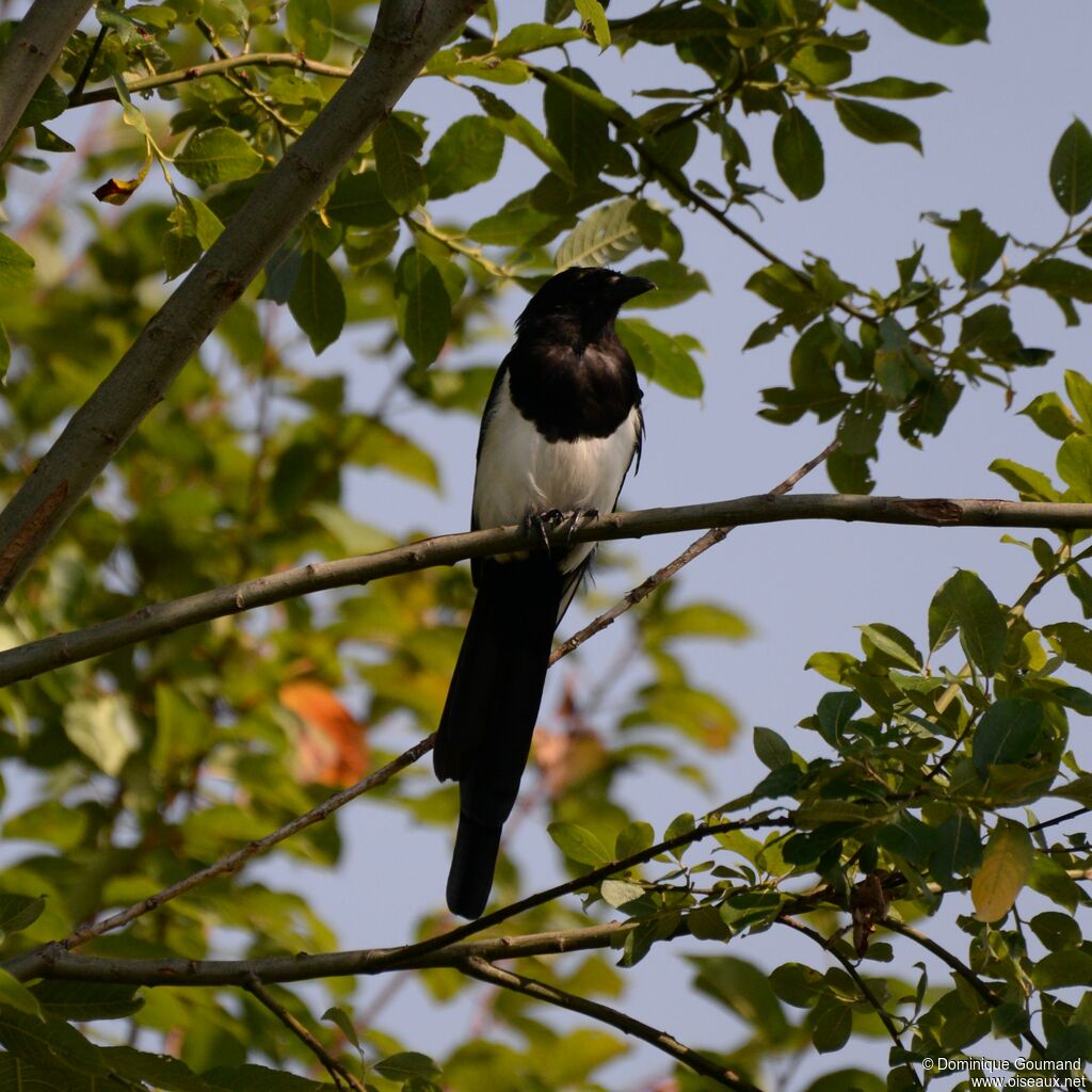 Eurasian Magpieadult