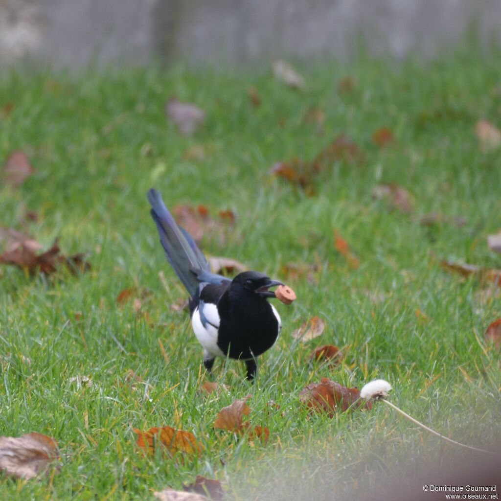 Eurasian Magpieadult