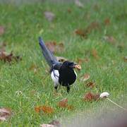 Eurasian Magpie