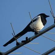 Eurasian Magpie