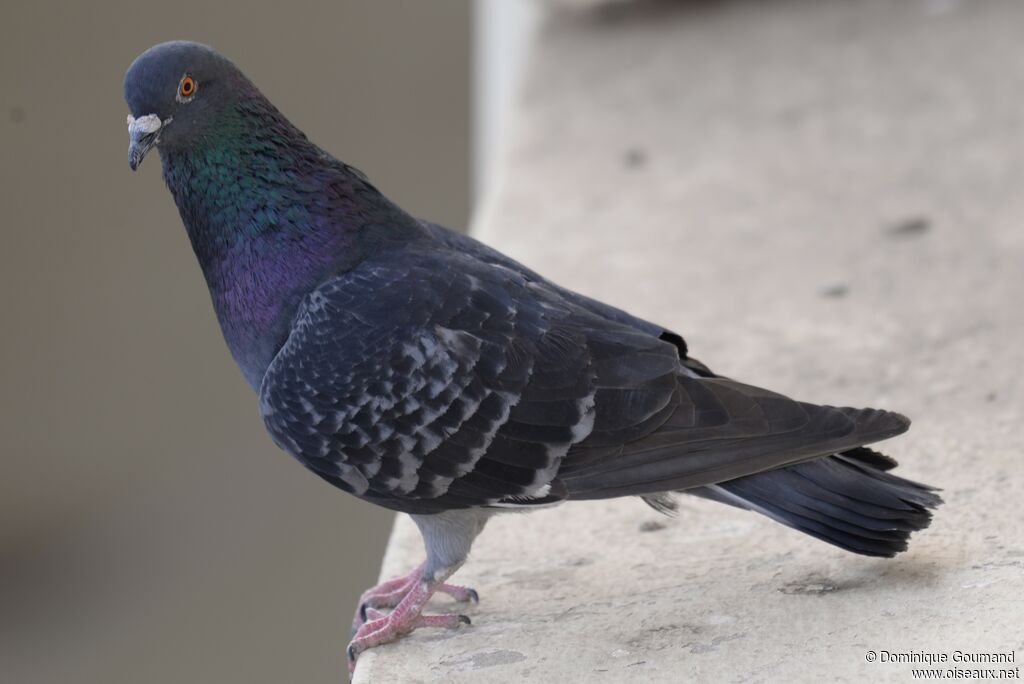 Pigeon biset