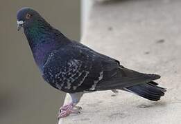 Rock Dove