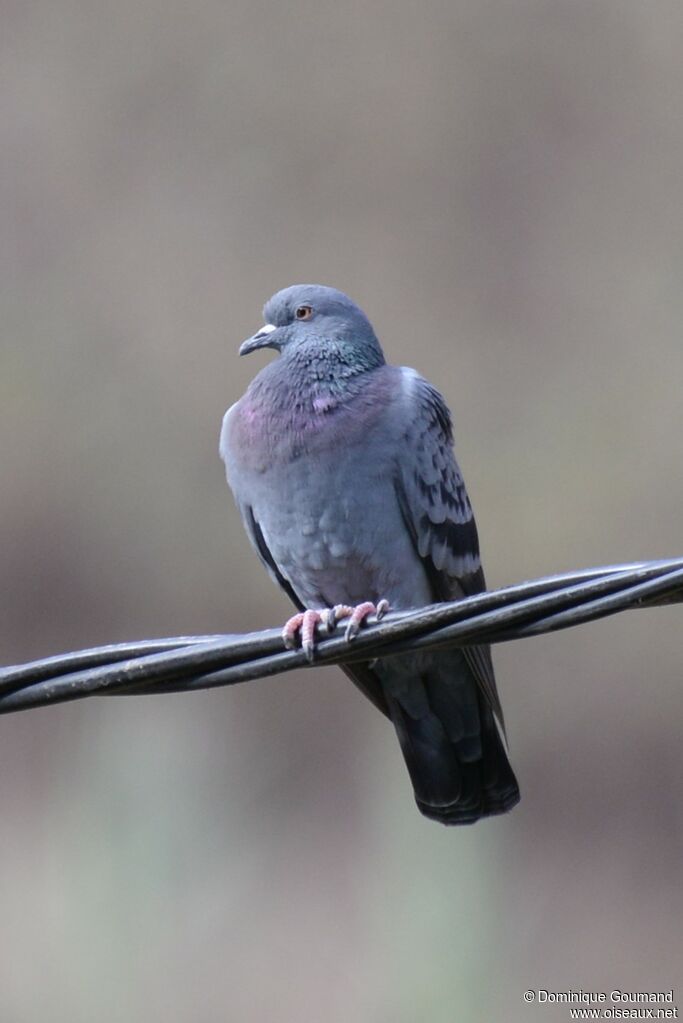 Pigeon bisetadulte