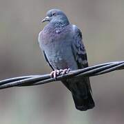 Rock Dove