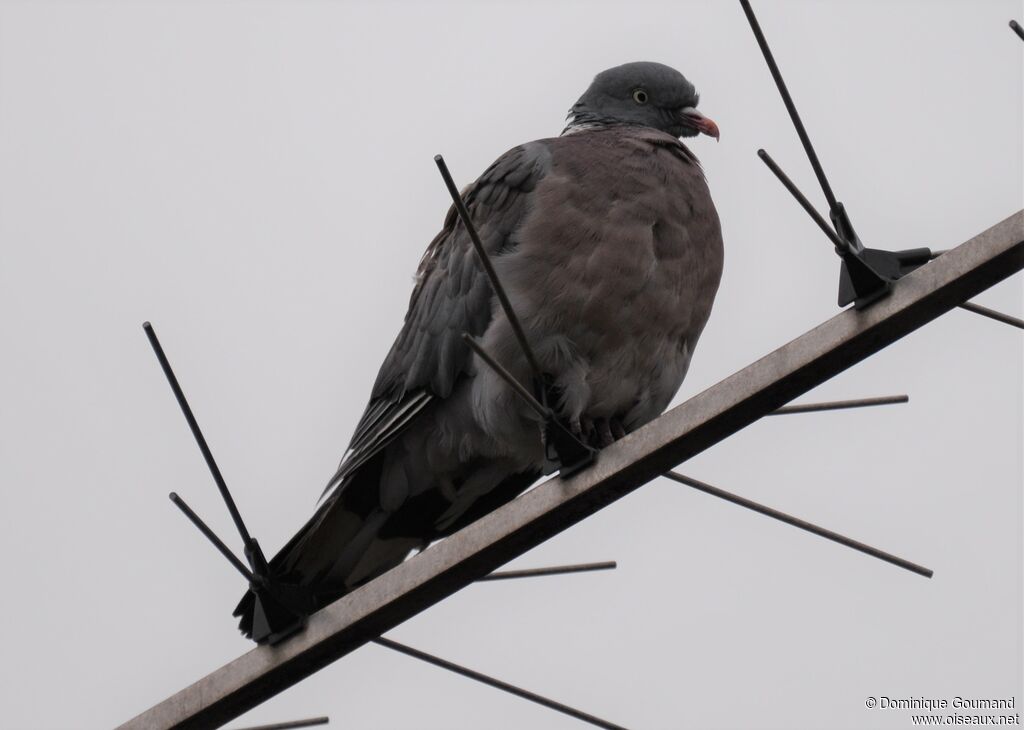 Common Wood Pigeonadult