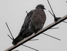 Common Wood Pigeon