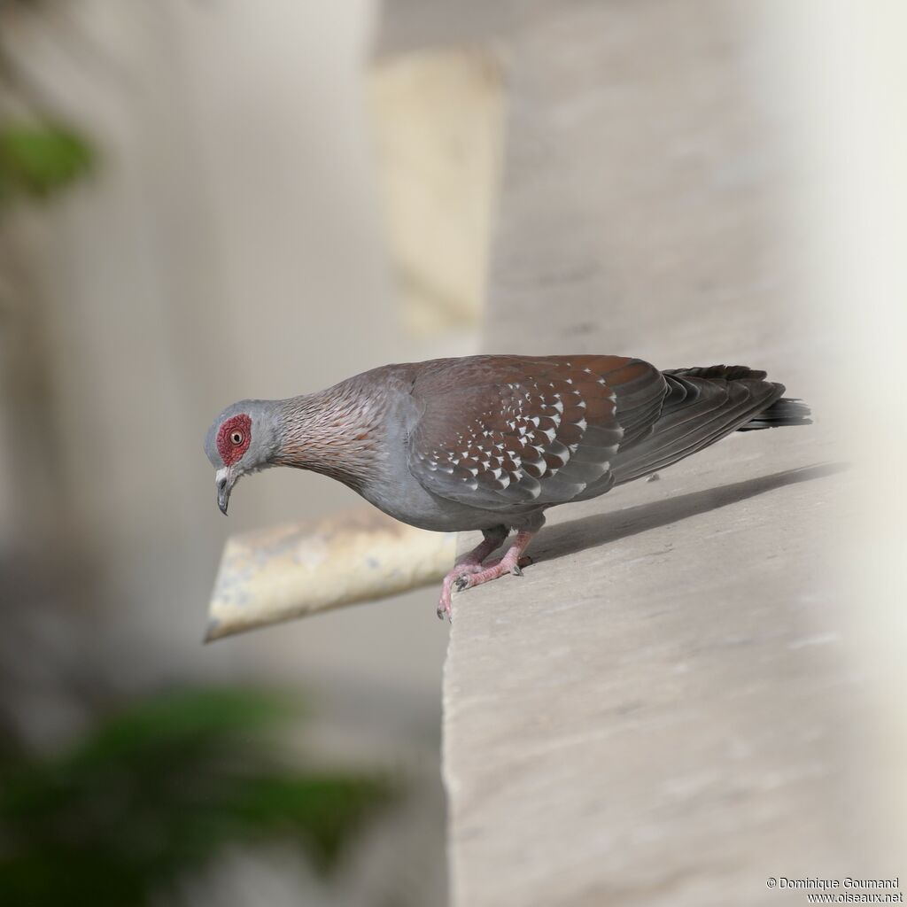 Speckled Pigeon