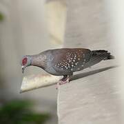 Speckled Pigeon