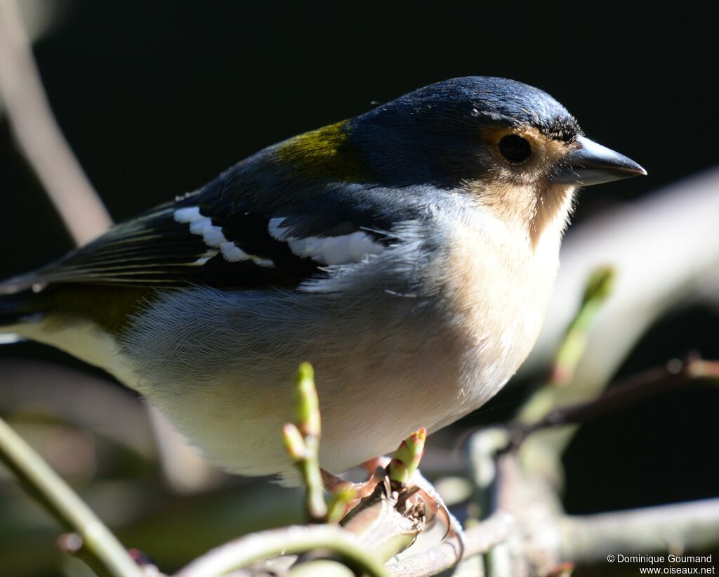 Madeira Chaffinch male adult