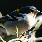 Pinson de Madère