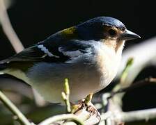 Madeira Chaffinch