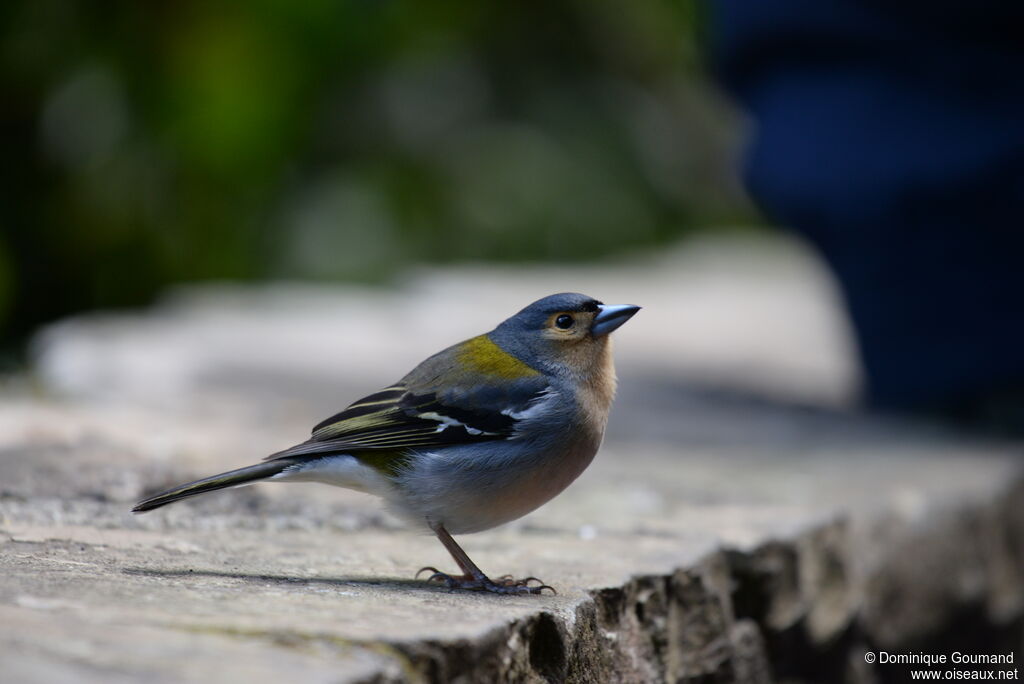 Madeira Chaffinch male adult