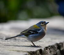 Madeira Chaffinch