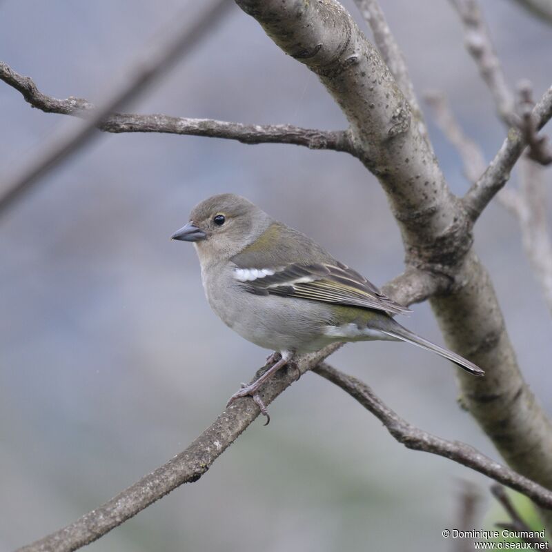 Madeira Chaffinch female adult