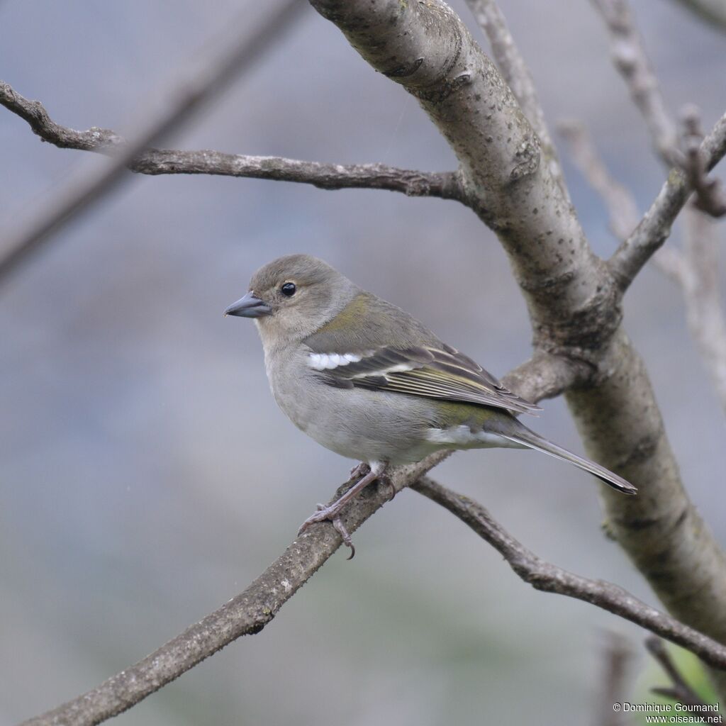 Madeira Chaffinch female adult